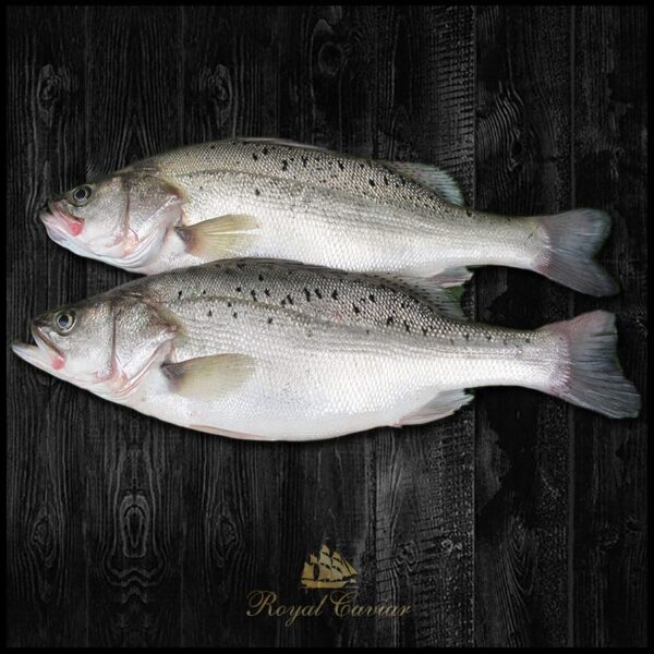 royal_caviar_uae_Asian_Seabass_fillet4-1.jpg Baramundi Fillet Skin On Frozen