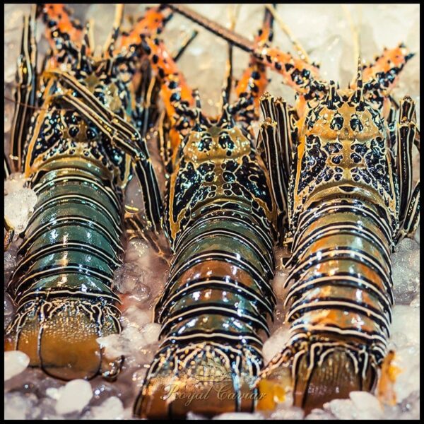Lobster Whole Frozen