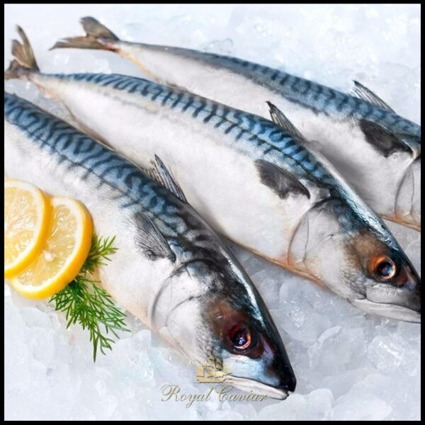 Frozen Whole Mackerel