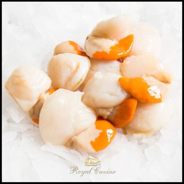 royal_caviar_uae_scallop_meat.jpg Scallop Meat