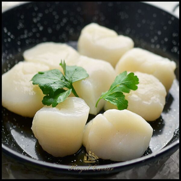 royal_caviar_uae_scallop_meat3.jpg Scallop Meat