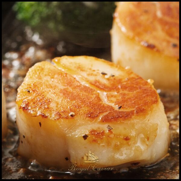 royal_caviar_uae_scallop_meat4.jpg Scallop Meat