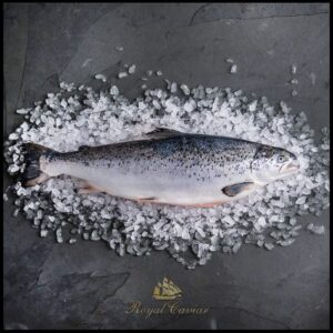 Fresh Whole Gutted Salmon