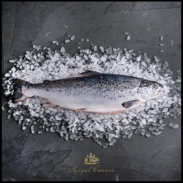 Fresh Whole Gutted Salmon
