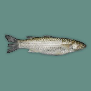 Fresh Beeya Whole Cleaned 300-500gms