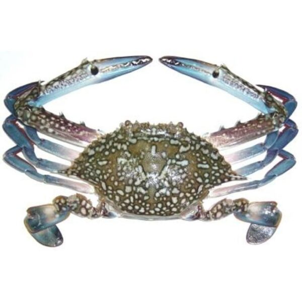 Fresh Crab Blue 100-150gms