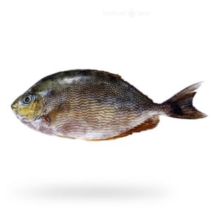 Fresh Safi Whole Cleaned above 200gms