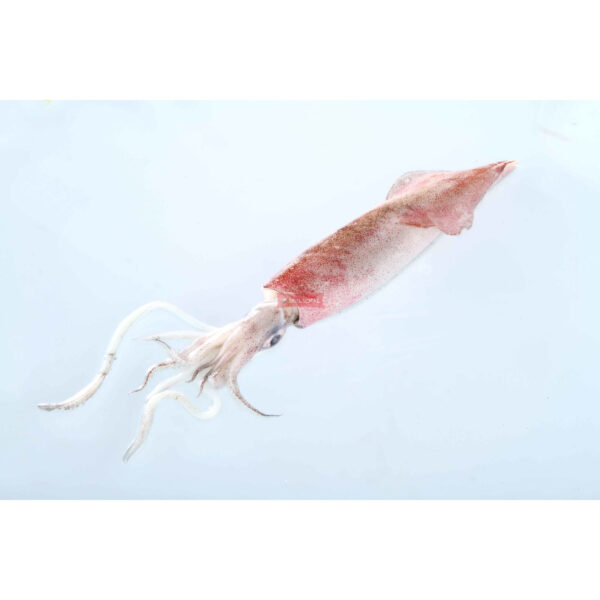 Fresh Squid whole 10/20