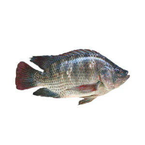 Fresh Tilapia Whole Cleaned 300-400gms