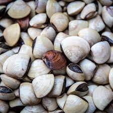 Frozen White clams Frozen White Whole Clams