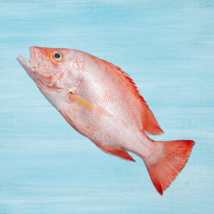 Fresh Red Snapper Whole Cleaned