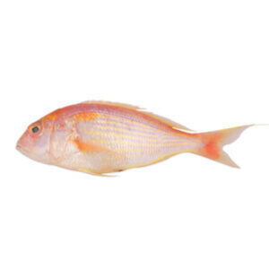 Fresh Sultan Ibrahim Whole Cleaned 500-600gms