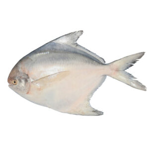 Fresh White Pomfret Whole Cleaned above 200gms