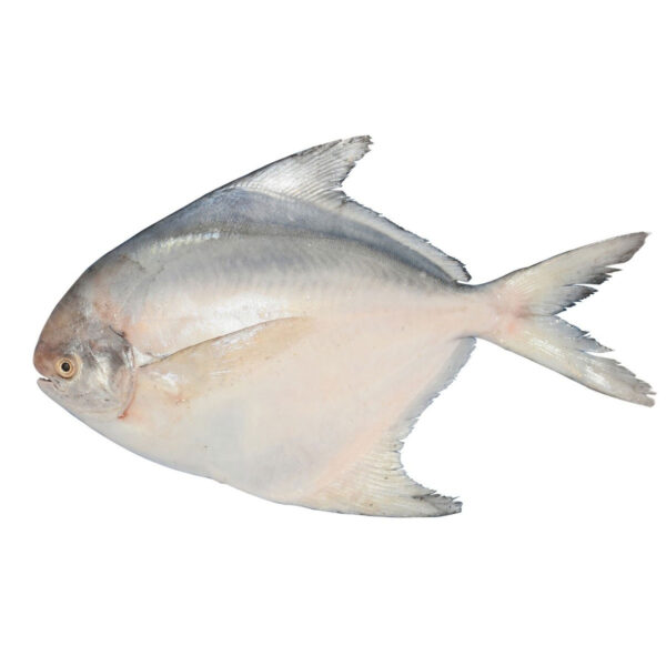Fresh White Pomfret Whole Cleaned above 200gms